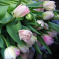 Сегодня последний день перед повышением цен на наши тюльпаны, спешите! 